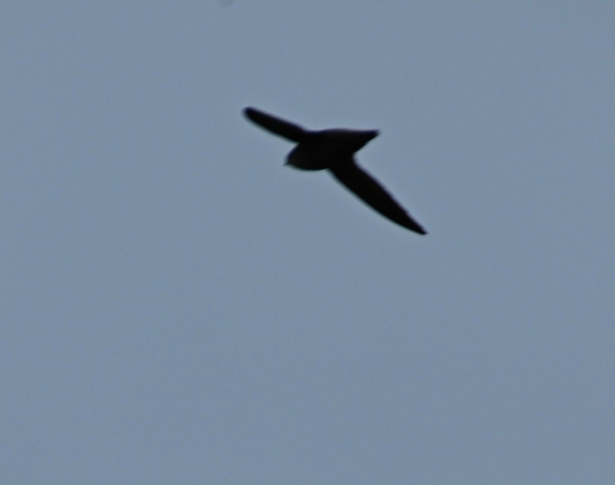 Chimney Swift - ML237255811