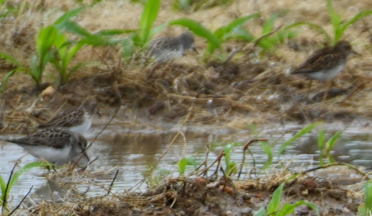 Least Sandpiper - ML237255971