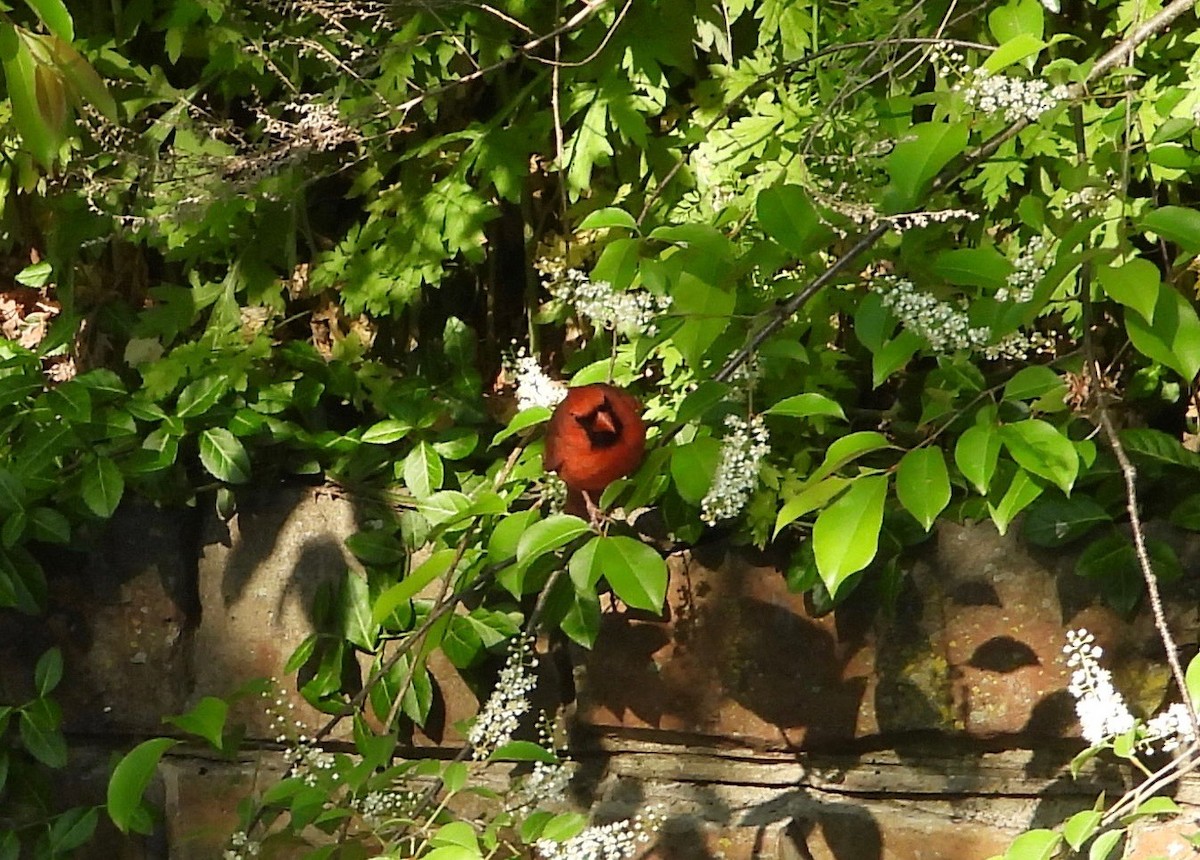 Kırmızı Kardinal - ML237256311