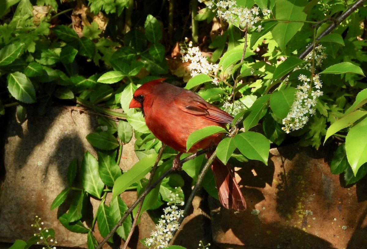 Kırmızı Kardinal - ML237256341