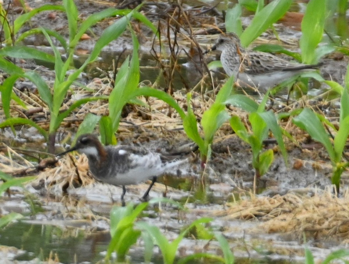 Red-necked Phalarope - ML237256361