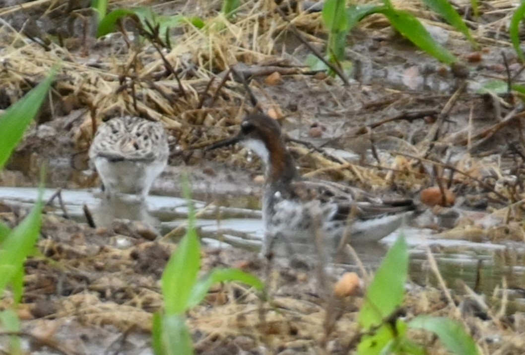 Red-necked Phalarope - ML237256511