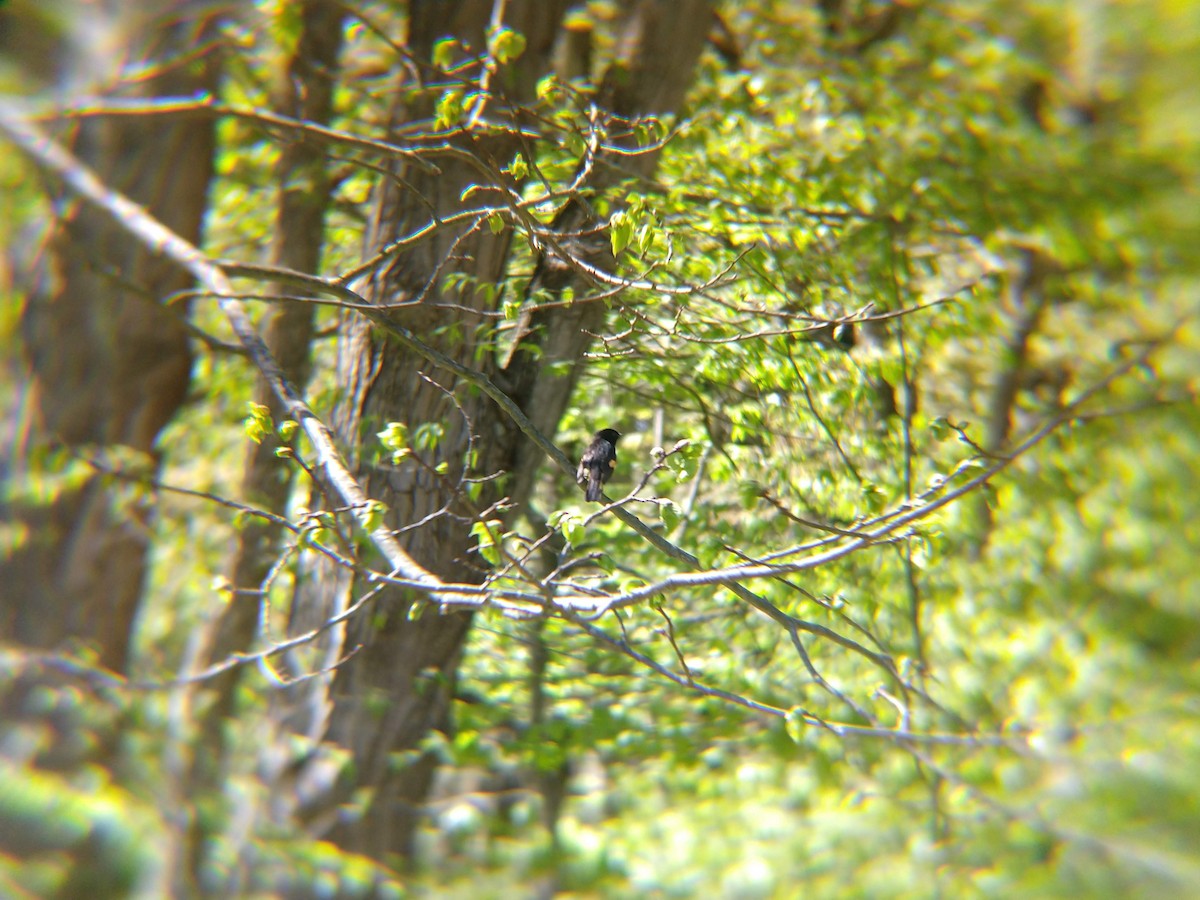 American Redstart - Jim DeVona