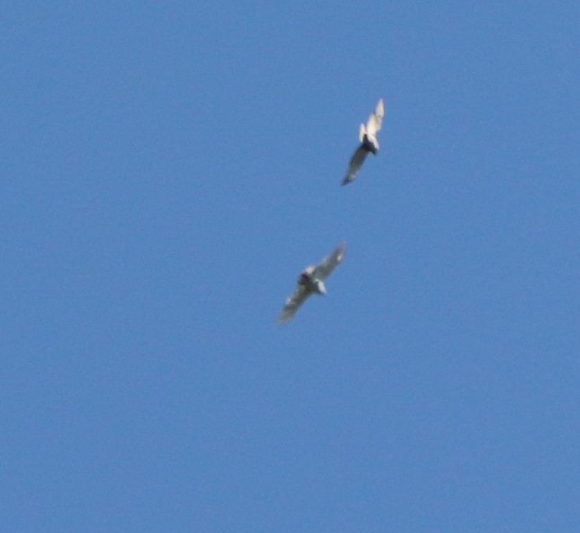 Red-tailed Hawk - ML237258041