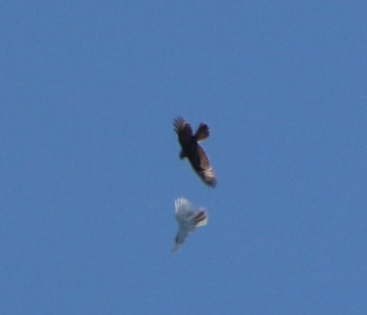 Red-tailed Hawk - ML237258101