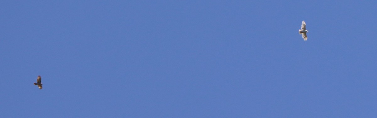 Red-tailed Hawk - ML237258191