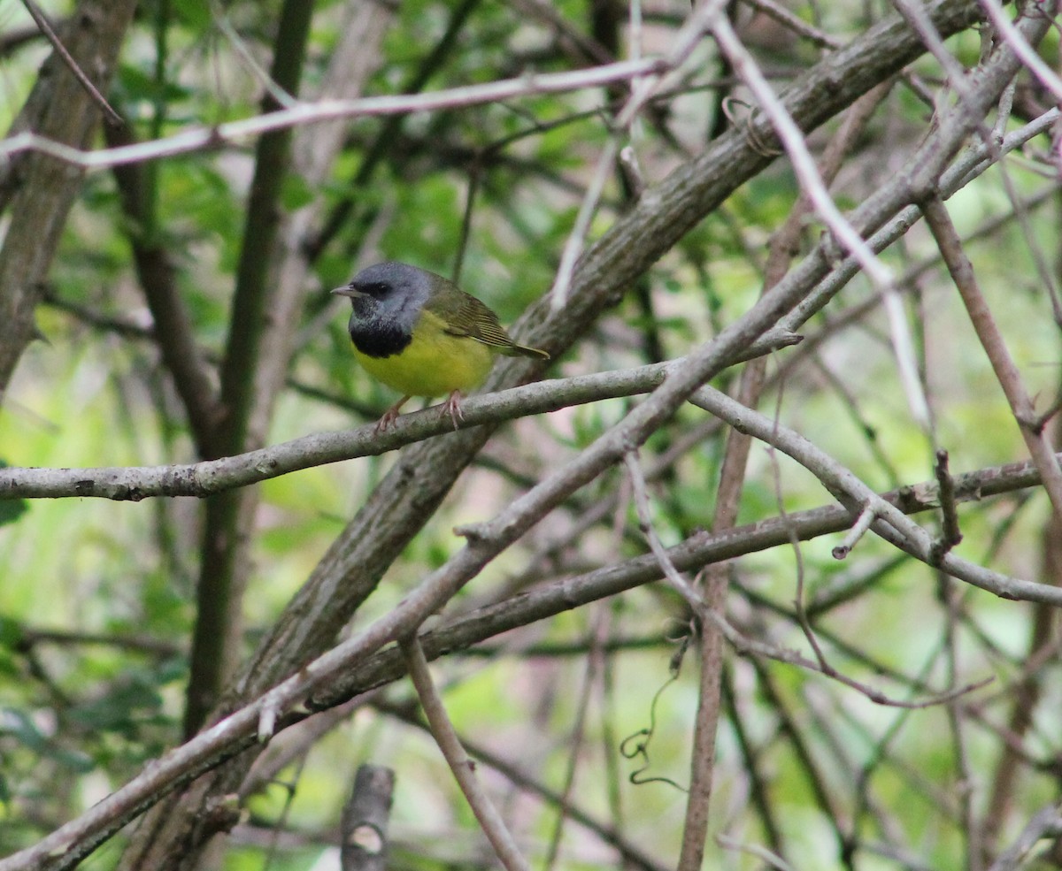 Mourning Warbler - ML237260851