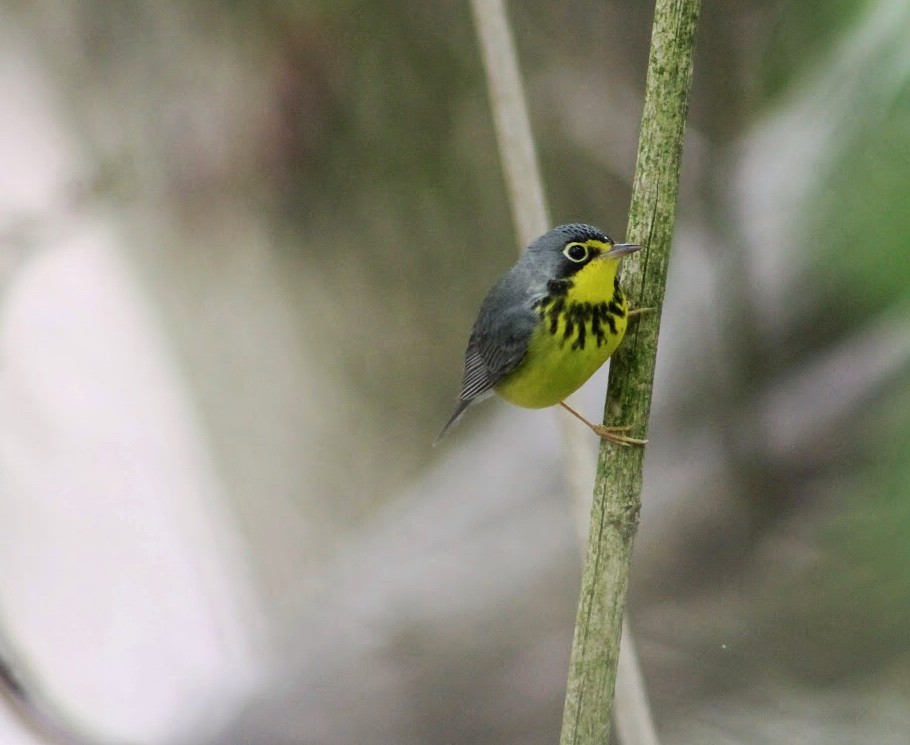 Canada Warbler - ML237261711