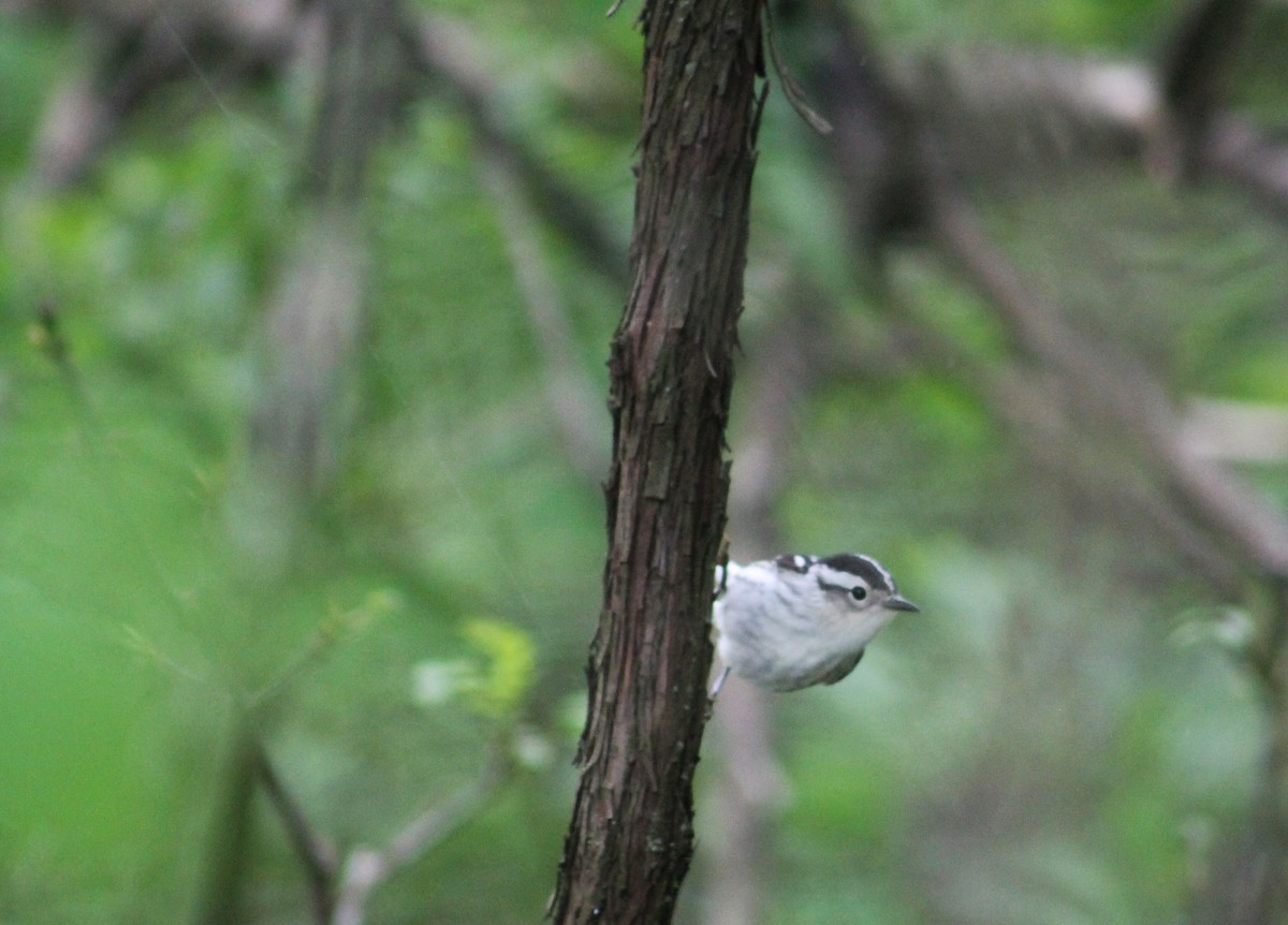 Black-and-white Warbler - ML237262041