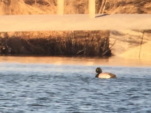 Lesser Scaup - Nic Webster