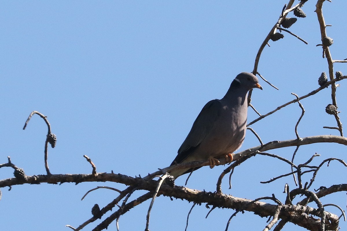 Band-tailed Pigeon - Mark Chavez