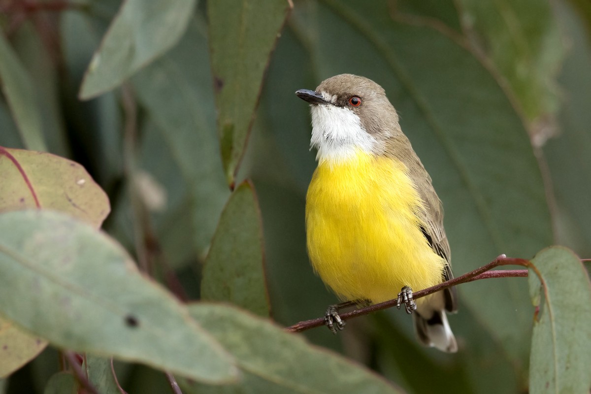 White-throated Gerygone - ML237265151