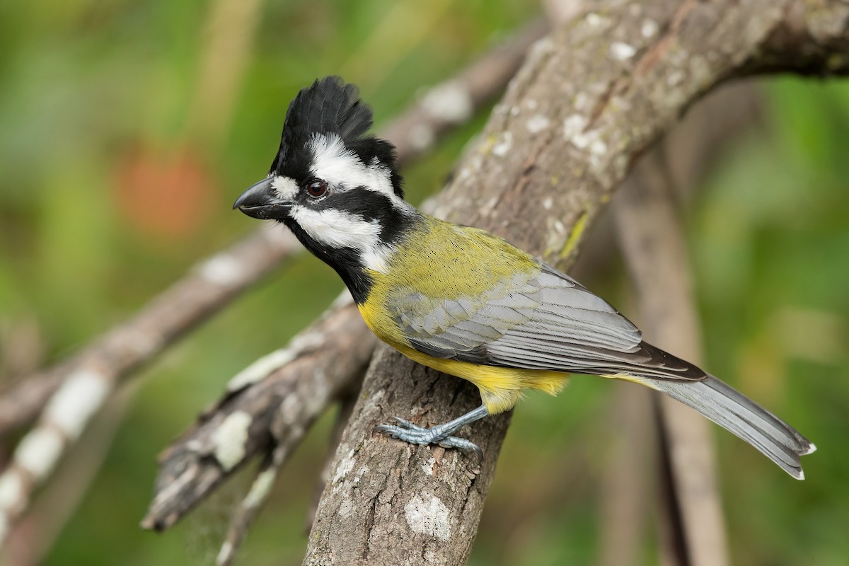 Eastern Shrike-tit - ML237265681