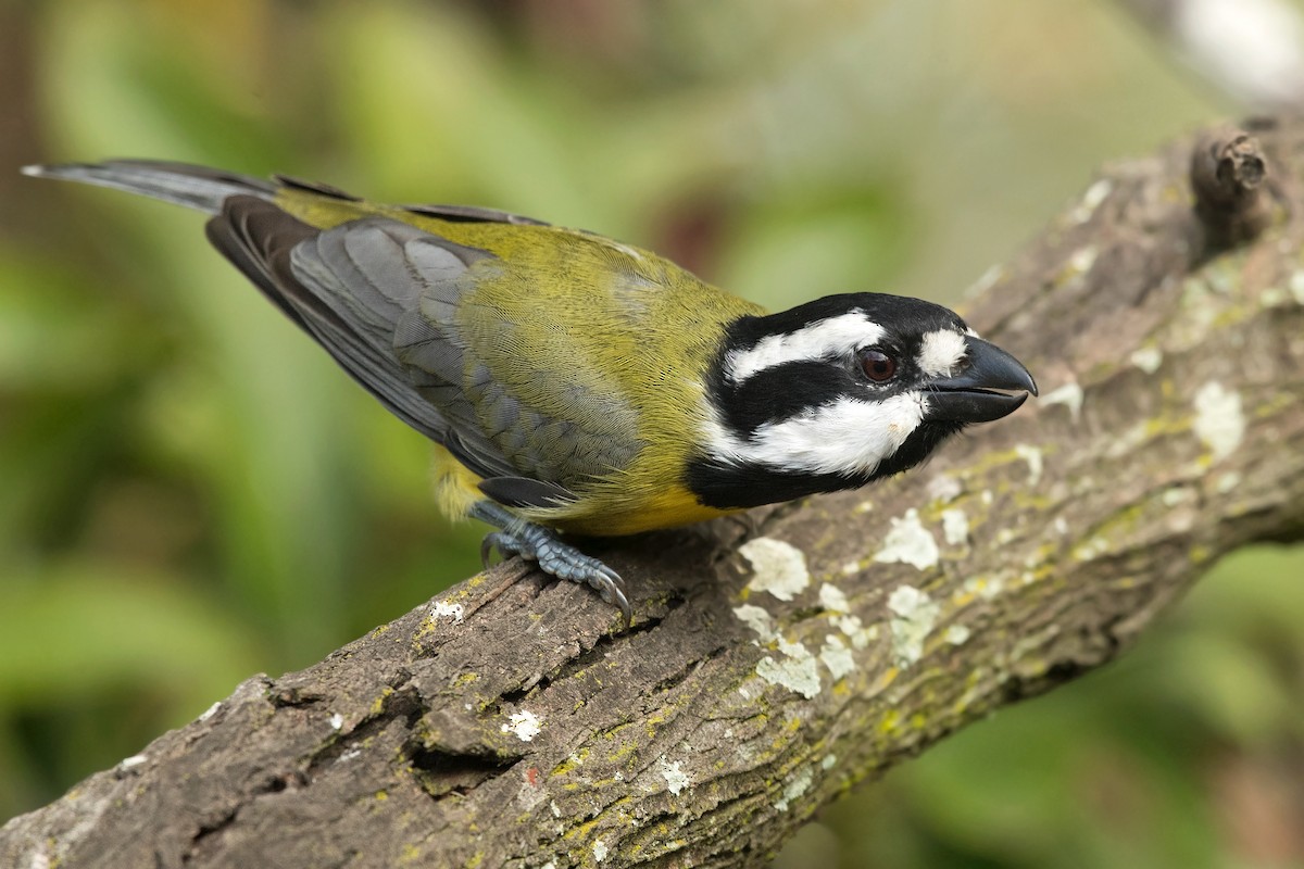 Eastern Shrike-tit - David Irving