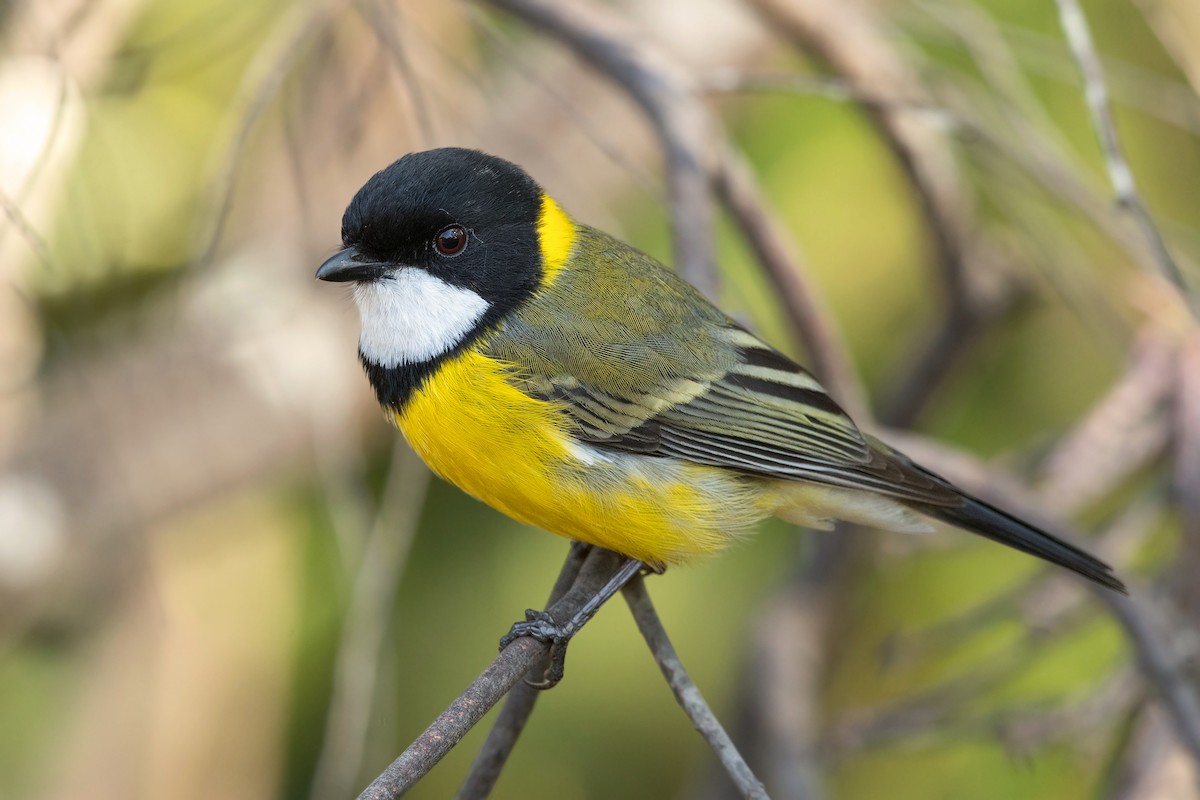 Golden Whistler - ML237266481