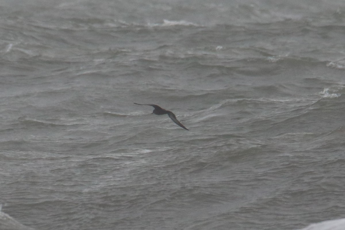 Sooty Shearwater - ML237267011