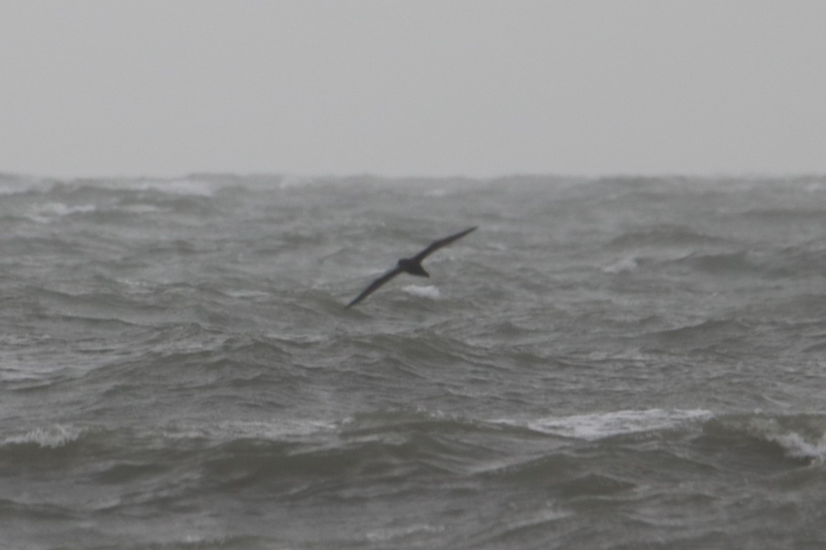 Sooty Shearwater - ML237267151