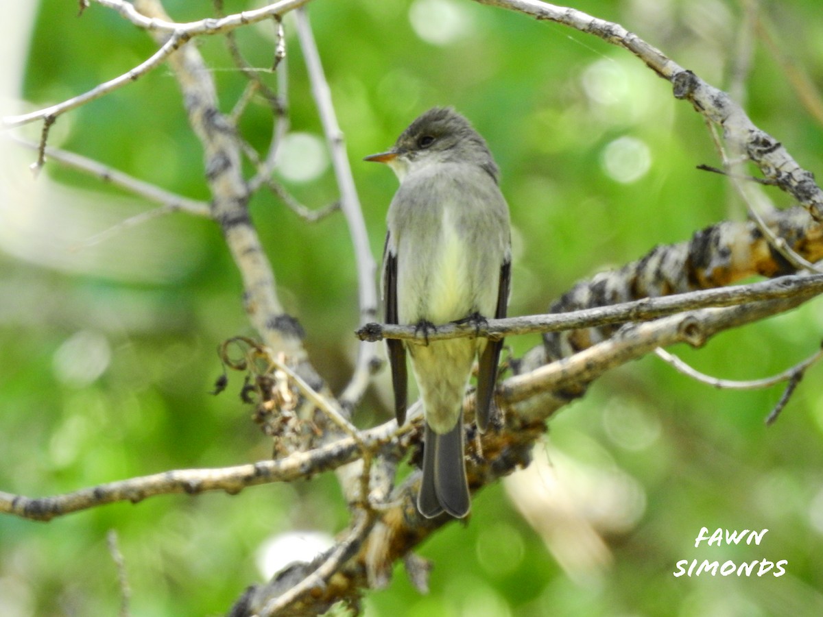 Western Wood-Pewee - ML237267461