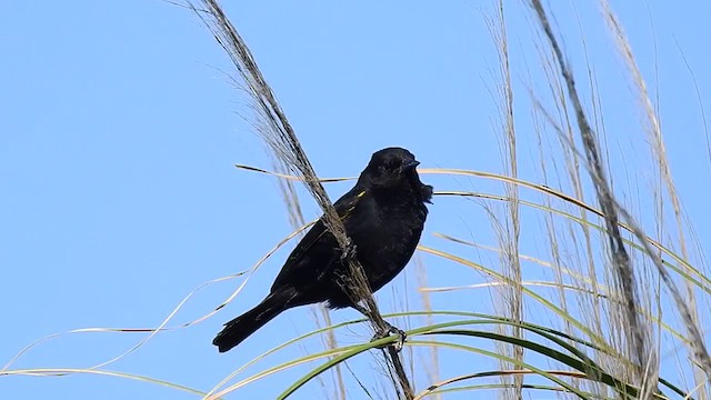 Yellow-winged Blackbird - ML237270001