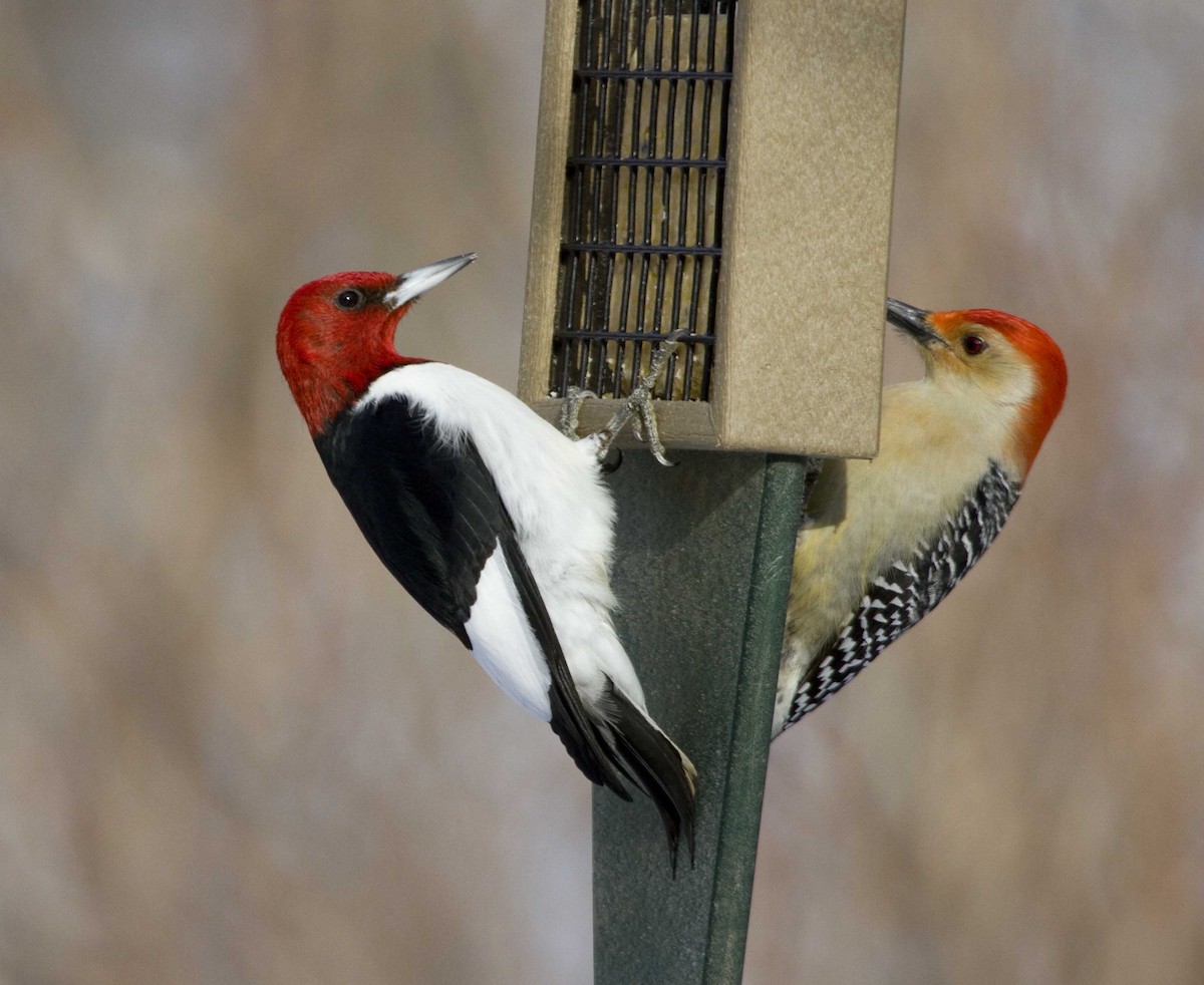 Red-headed Woodpecker - Linda Rudolph