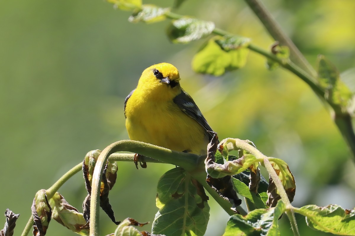 Blue-winged Warbler - Suzanne O'Rourke