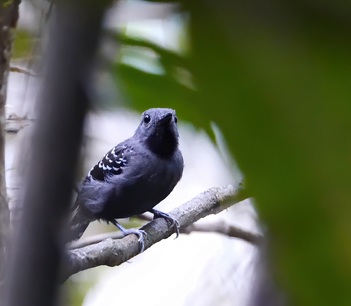 Common Scale-backed Antbird (Black-bibbed) - ML237270301