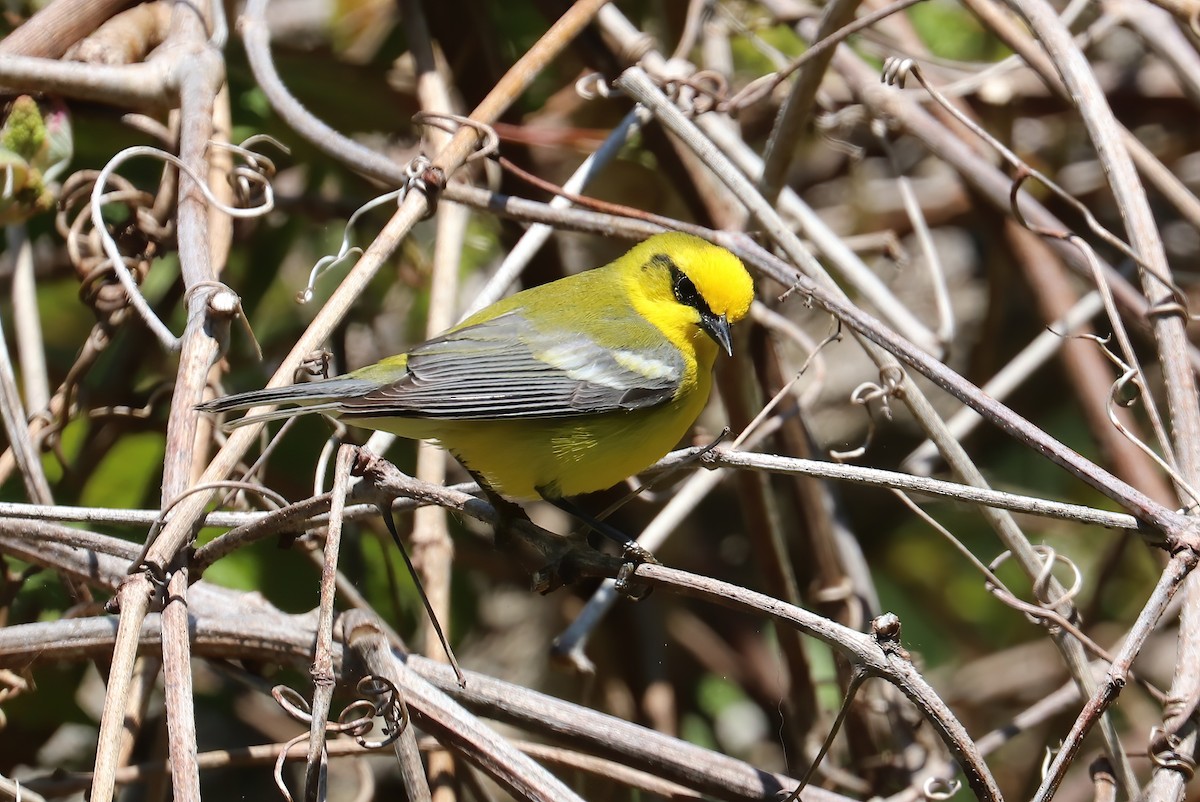 Blue-winged Warbler - Suzanne O'Rourke