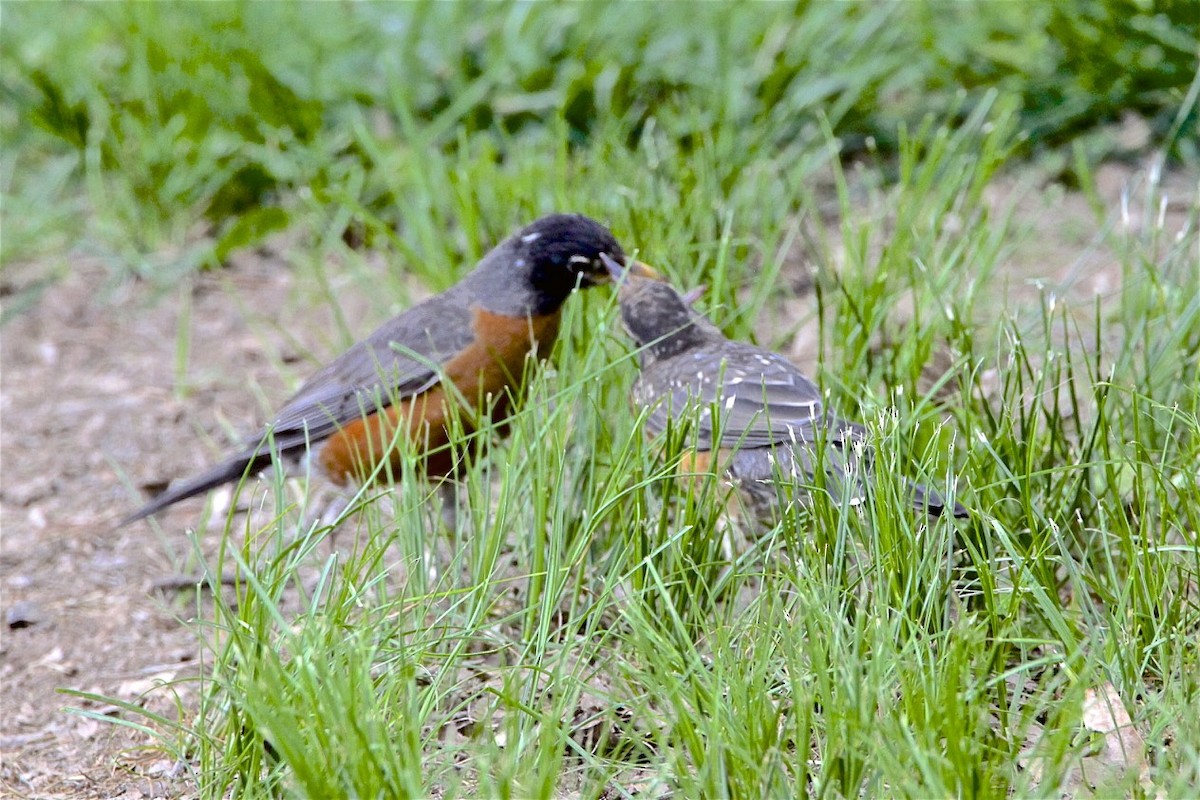 American Robin - Vickie Baily