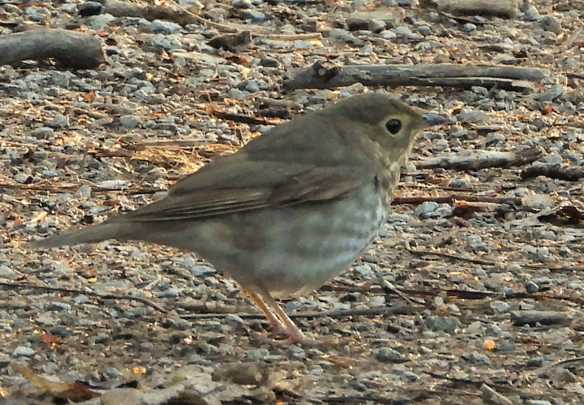 Swainson's Thrush - ML237272161