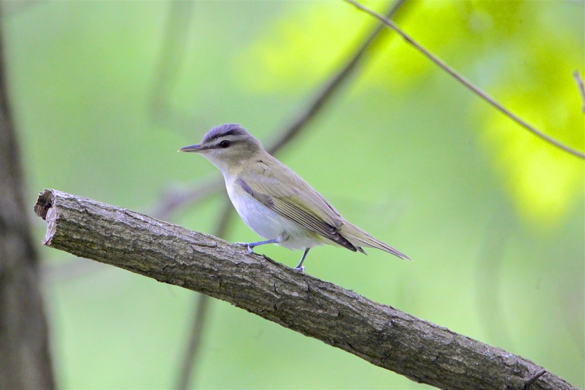 Red-eyed Vireo - ML237272191