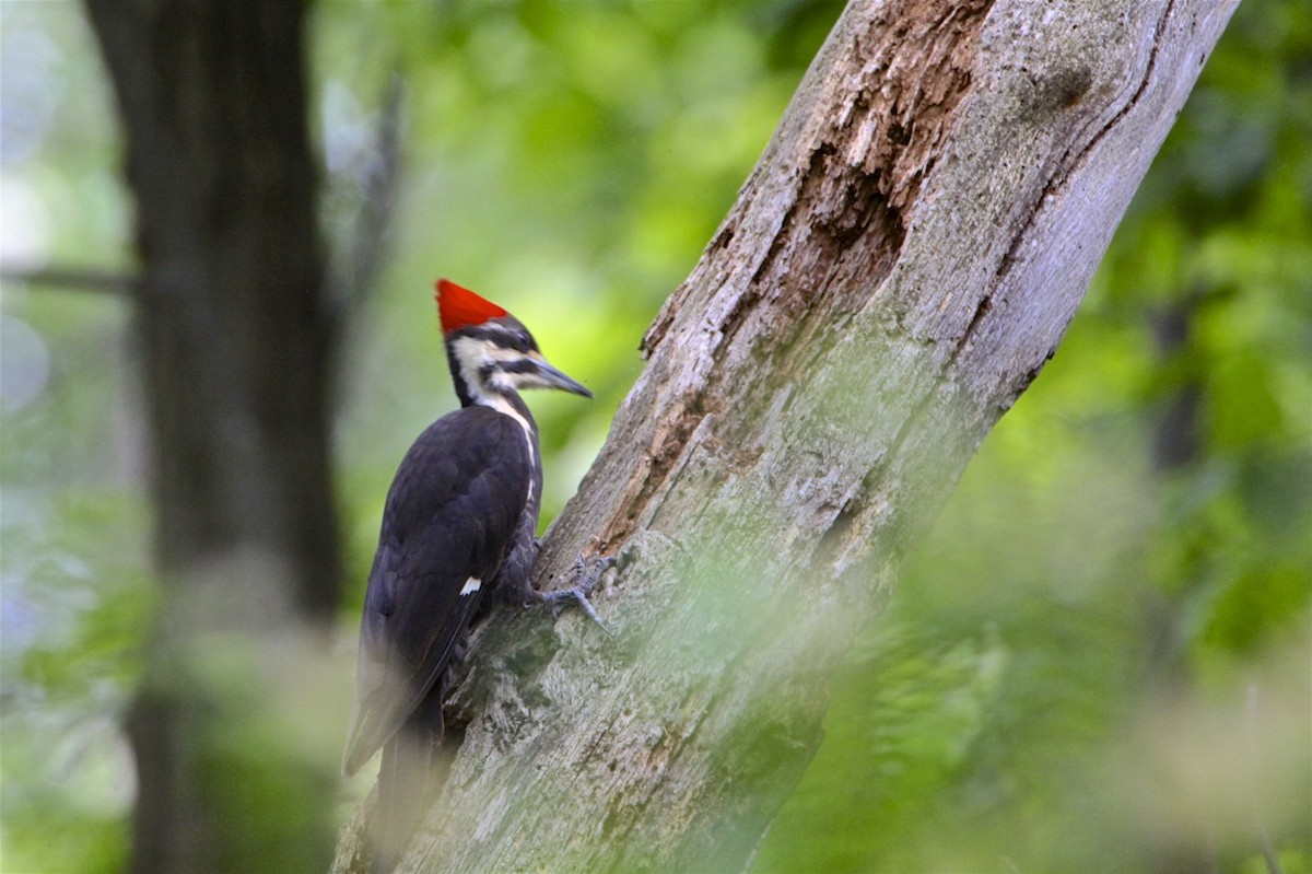 Pileated Woodpecker - Vickie Baily