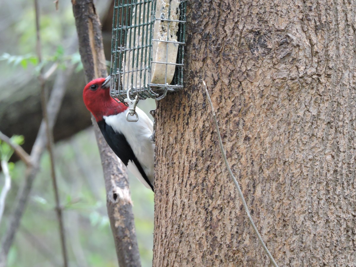 Red-headed Woodpecker - ML23727251