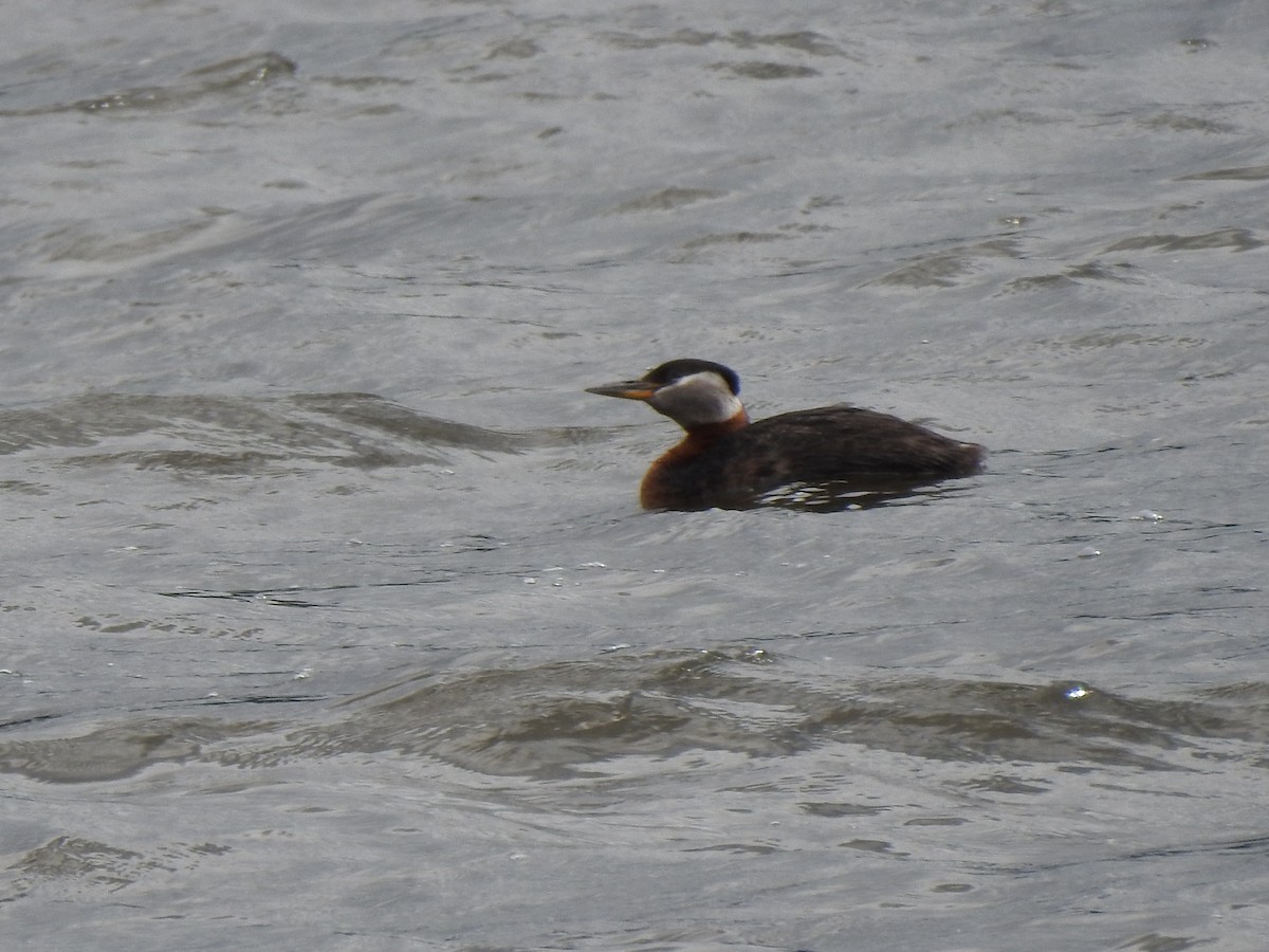 Red-necked Grebe - Jim Walton