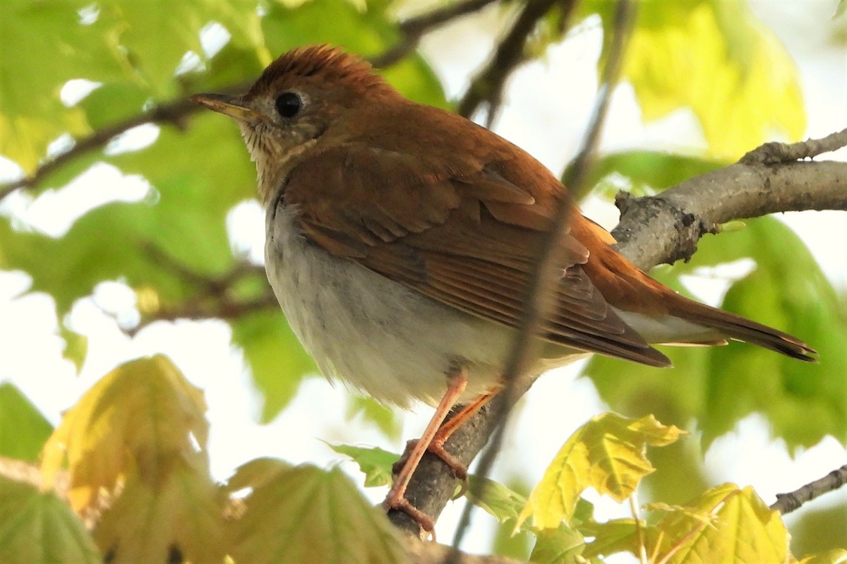 Veery - Joanne Muis Redwood