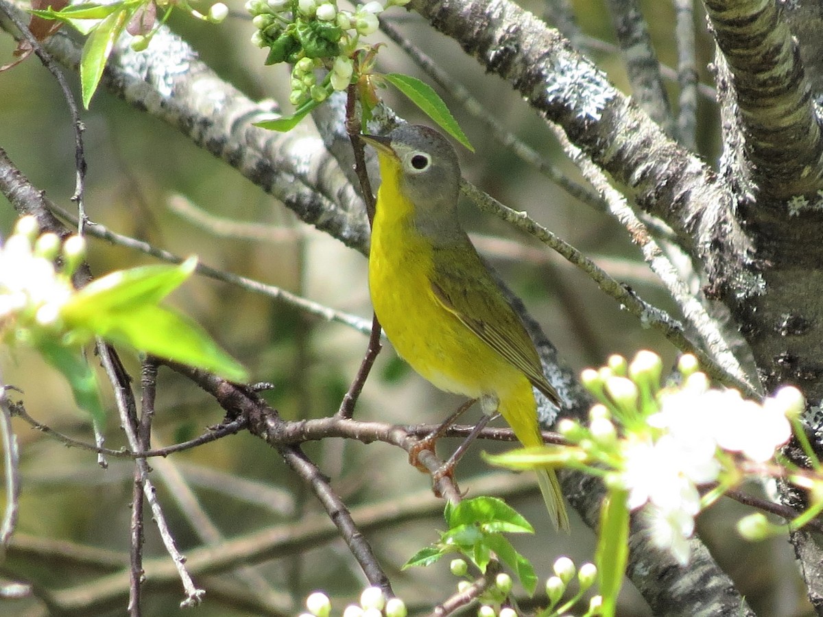 Rubinfleck-Waldsänger - ML237274931