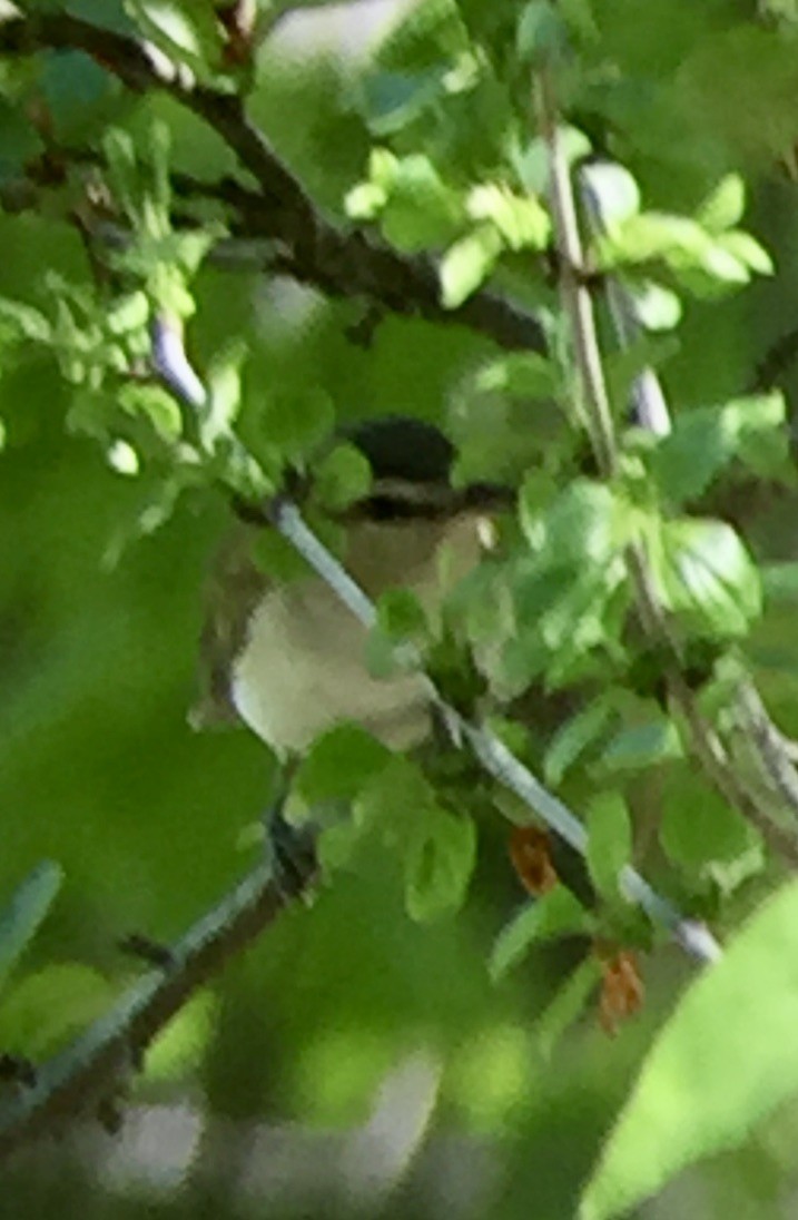 Red-eyed Vireo - ML237275411