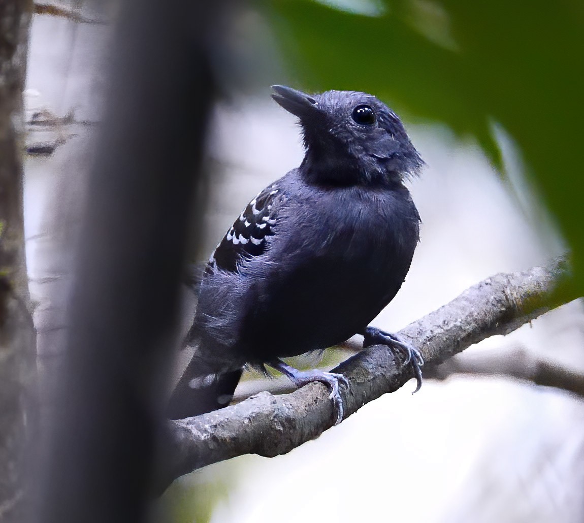 Common Scale-backed Antbird (Black-bibbed) - Mike Melton