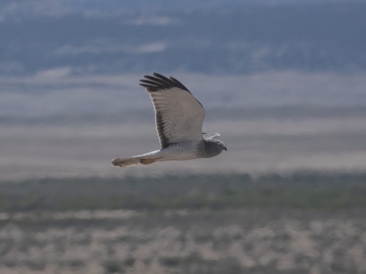 Northern Harrier - Glenn Kincaid