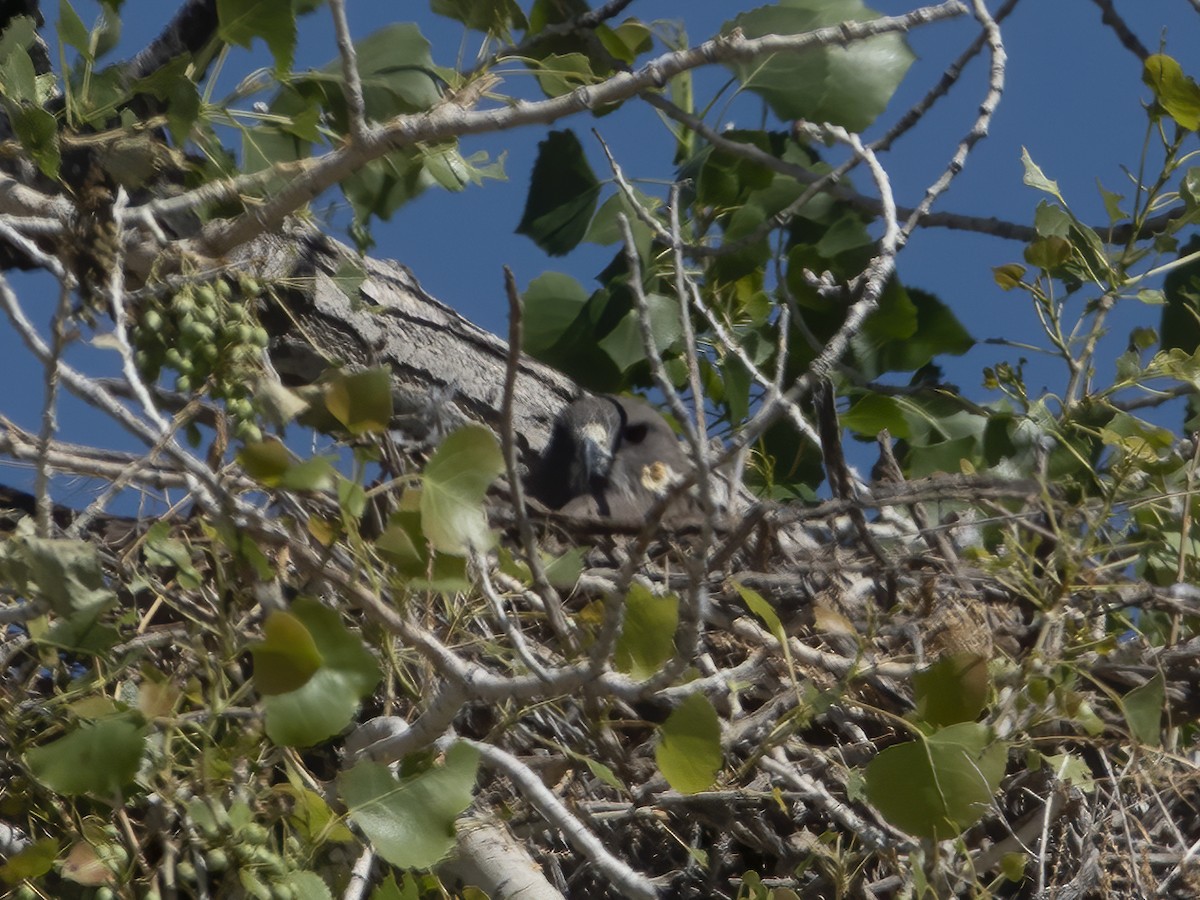 Swainson's Hawk - ML237278101