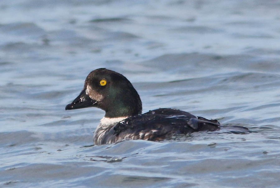 Barrow's Goldeneye - ML23727851