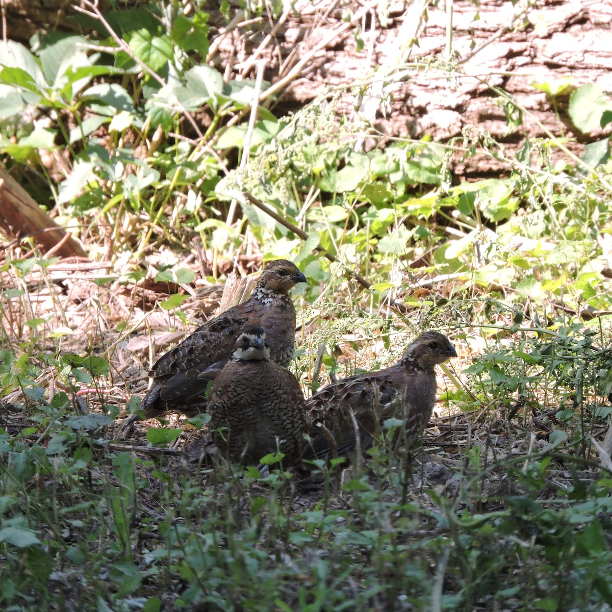 Northern Bobwhite - Lisa Scheppke