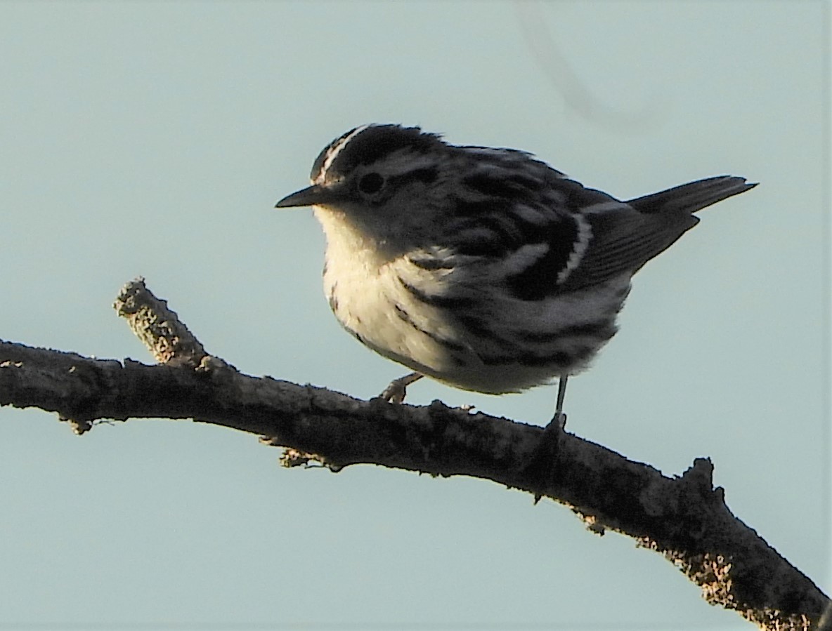 Black-and-white Warbler - ML237280211