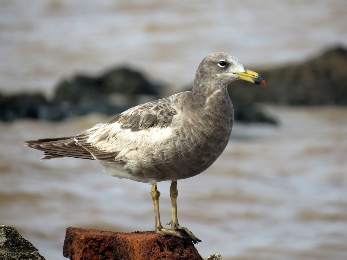 Olrog's Gull - ML237280291