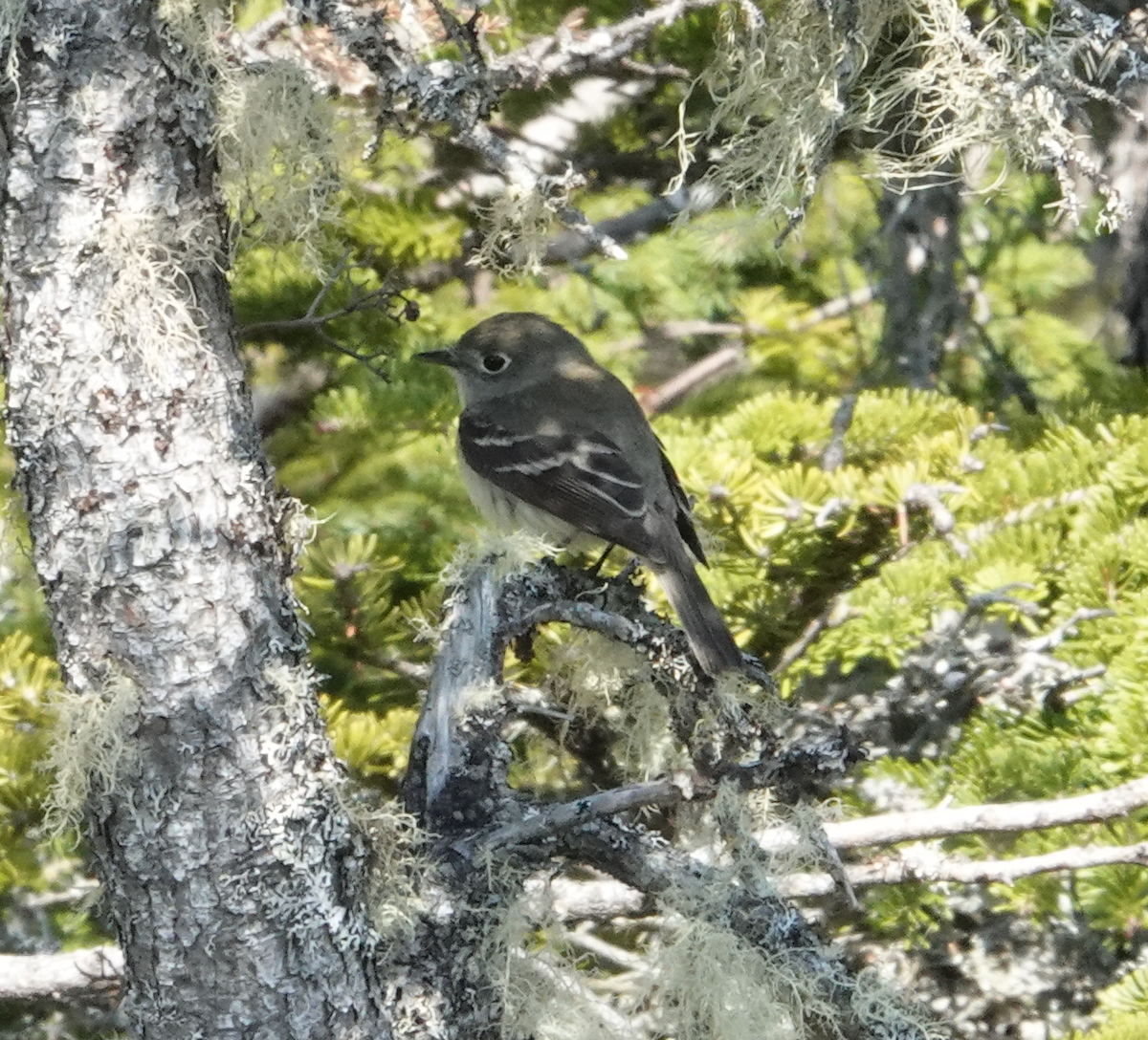 Least Flycatcher - ML237280391