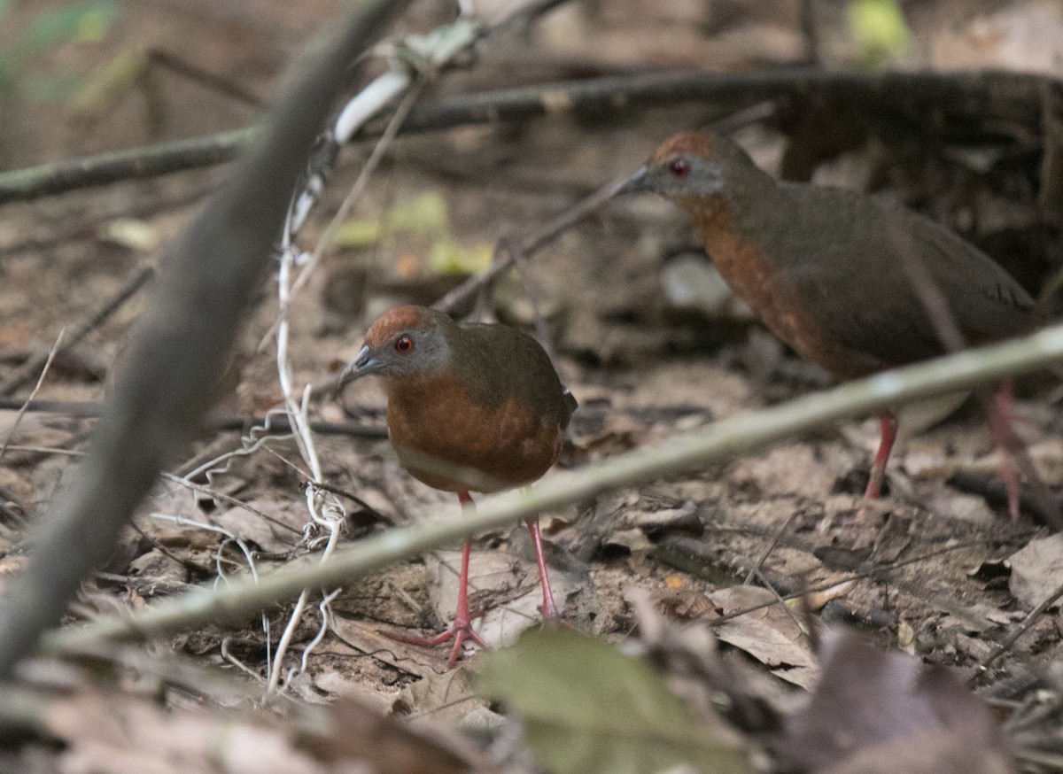 Russet-crowned Crake - ML23728061