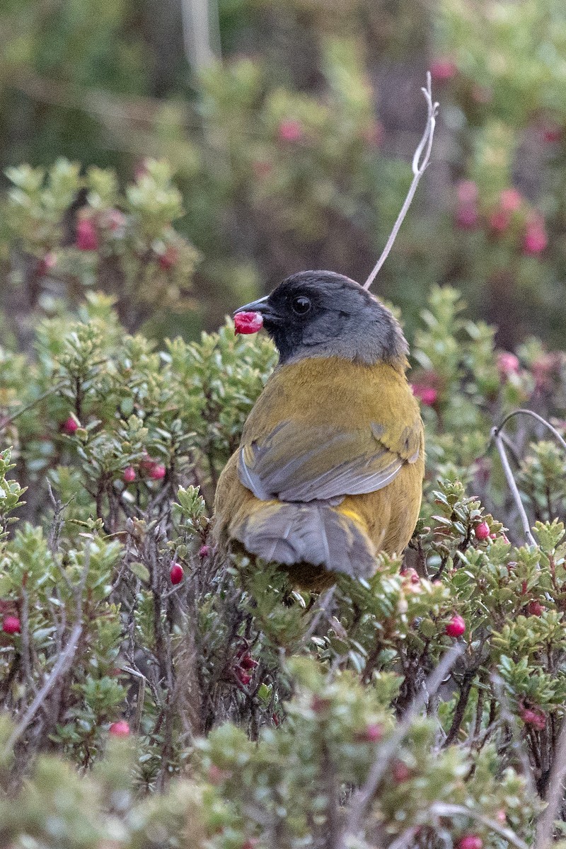 Large-footed Finch - ML237282301