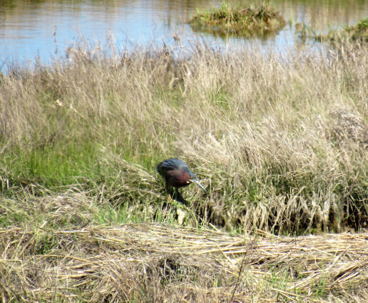 אנפית ירוקה - ML237282651