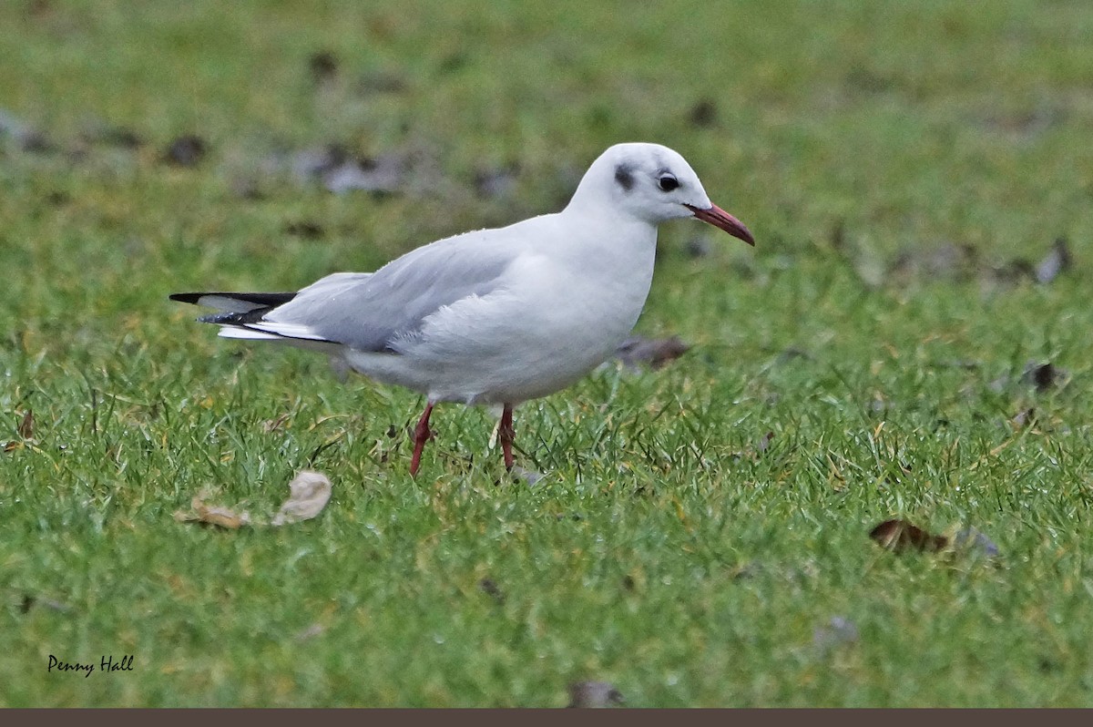 Black-headed Gull - Penny Hall