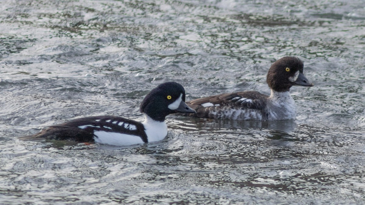 Barrow's Goldeneye - Chuck Coxe