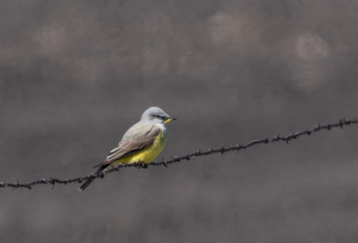 Western Kingbird - ML237284881